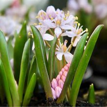 Načíst obrázek do prohlížeče Galerie, Ladoňka dvoulistá - "Rosea", 10ks, 20ks nebo 50ks