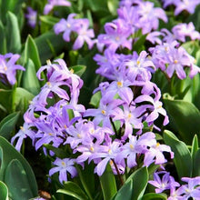 Načíst obrázek do prohlížeče Galerie, Ladoňka zářící - "Violet Beauty ®", 10ks, 20ks, 50ks