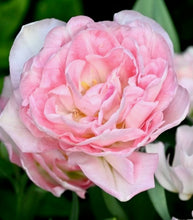 Načíst obrázek do prohlížeče Galerie, Tulipán - "Angelique", 50ks