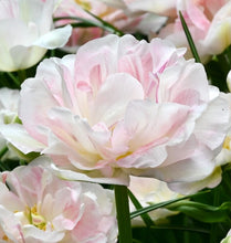 Načíst obrázek do prohlížeče Galerie, Tulipán - "Angelique", 50ks