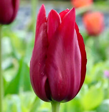 Načíst obrázek do prohlížeče Galerie, Tulipán - "Merlot", 5ks, 10ks