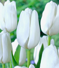 Načíst obrázek do prohlížeče Galerie, Tulipán - "Hakuun", 5ks, 10ks