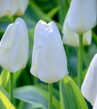 Načíst obrázek do prohlížeče Galerie, Tulipán "Purissima", 5ks, 10ks