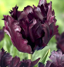 Načíst obrázek do prohlížeče Galerie, Tulipán - "Black Parrot", 5ks, 10ks