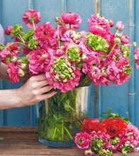 Načíst obrázek do prohlížeče Galerie, Pryskyřník - "Reinette, Rose", 5ks nebo 10ks