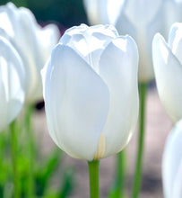 Načíst obrázek do prohlížeče Galerie, Tulipán - "Hakuun", 5ks, 10ks