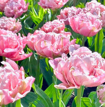 Načíst obrázek do prohlížeče Galerie, Tulipán - "Quinty Trustfull", 50ks