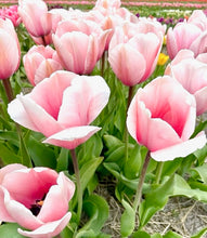 Načíst obrázek do prohlížeče Galerie, Tulipán - "Salmon Impression", 50ks