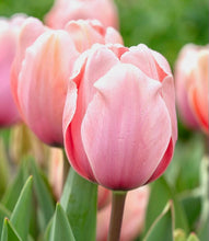 Načíst obrázek do prohlížeče Galerie, Tulipán - "Salmon Impression", 50ks