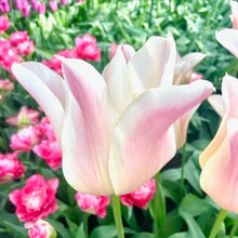 Načíst obrázek do prohlížeče Galerie, Tulipán - "Sanne", 5ks, 10ks