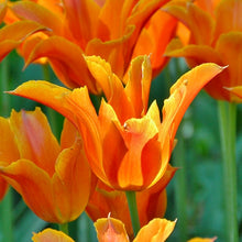 Načíst obrázek do prohlížeče Galerie, Tulipán - "Ballerina", 5ks, 10ks nebo 20ks