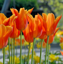 Načíst obrázek do prohlížeče Galerie, Tulipán - "Ballerina", 5ks, 10ks nebo 20ks
