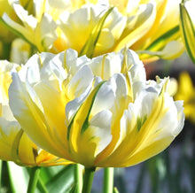 Načíst obrázek do prohlížeče Galerie, Tulipán - "Sweet Valley", 50ks