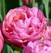Načíst obrázek do prohlížeče Galerie, Tulipán - "Amazing Grace", 50ks