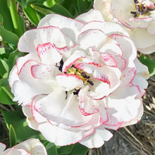 Načíst obrázek do prohlížeče Galerie, Tulipán - "Wild Romance", 5ks, 10ks