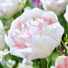 Načíst obrázek do prohlížeče Galerie, Tulipán - "Wild Romance", 5ks, 10ks