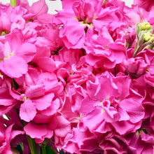 Načíst obrázek do prohlížeče Galerie, FIala sivá- "Katz", Bright rose