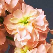 Načíst obrázek do prohlížeče Galerie, Fiala sivá - "Katz", Apricot