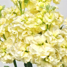 Načíst obrázek do prohlížeče Galerie, Fiala sivá - "Katz", Yellow