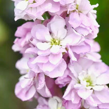 Načíst obrázek do prohlížeče Galerie, Fiala sivá - "Stock Column", Pink Sweatheart