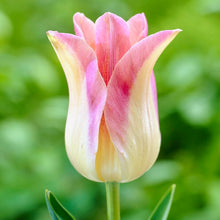 Načíst obrázek do prohlížeče Galerie, Tulipán - "Elegant Lady", 5ks