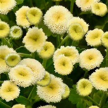 Načíst obrázek do prohlížeče Galerie, Kopretina Řimbaba - "Vegmo", Yellow