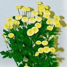 Načíst obrázek do prohlížeče Galerie, Kopretina Řimbaba - "Vegmo", Yellow