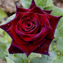 Načíst obrázek do prohlížeče Galerie, Růže - "BLACK BACCARA" ®, sazenice 1ks