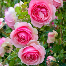 Načíst obrázek do prohlížeče Galerie, Růže - "PIERRE DE RONSARD®" (EDEN ROSE® Meiviolin), sazenice 1ks