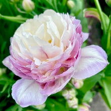 Načíst obrázek do prohlížeče Galerie, Tulipán - "Double Surprise", 5ks, 10ks, 20ks