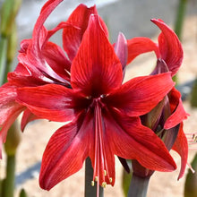 Načíst obrázek do prohlížeče Galerie, Hvězdník (Amaryllis) - "Red Amazon®", 1ks