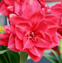 Načíst obrázek do prohlížeče Galerie, Hvězdník (Amaryllis) - "Pink Symphony®", 1ks