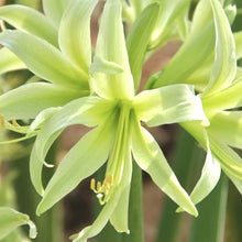 Načíst obrázek do prohlížeče Galerie, Hvězdník (Amaryllis) - "Evergreen®", 1ks