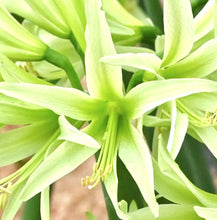 Načíst obrázek do prohlížeče Galerie, Hvězdník (Amaryllis) - "Evergreen®", 1ks