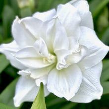 Načíst obrázek do prohlížeče Galerie, Hvězdník (Amaryllis) - "Wimbledon"