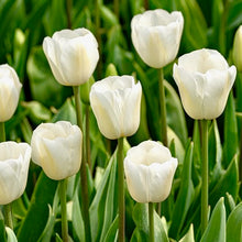 Načíst obrázek do prohlížeče Galerie, Tulipán - "Chantilly", 5ks nebo 10ks