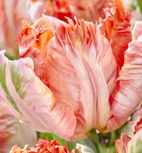 Načíst obrázek do prohlížeče Galerie, Tulipán - "Apricot Parrot", 5ks nebo 10ks