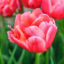 Načíst obrázek do prohlížeče Galerie, Tulipán - "Salmon Symbiose", 5ks, 10ks