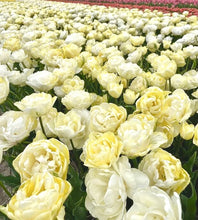 Načíst obrázek do prohlížeče Galerie, Tulipán - "Wedding Dream", 5ks, 10ks