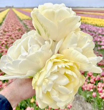 Načíst obrázek do prohlížeče Galerie, Tulipán - "Wedding Dream", 5ks, 10ks