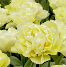 Načíst obrázek do prohlížeče Galerie, Tulipán - "Avantgarde", 5ks nebo 10ks