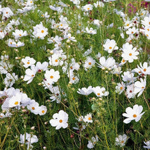 Načíst obrázek do prohlížeče Galerie, Krásenka zpeřená - "Sensation Purity"