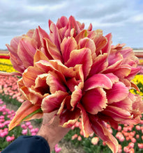 Načíst obrázek do prohlížeče Galerie, Tulipán - "La via en Rose", 5ks