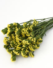 Načíst obrázek do prohlížeče Galerie, Statice (Limonka) chobotnatá - "QIS, Yellow"