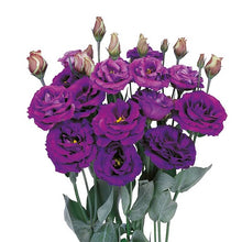Načíst obrázek do prohlížeče Galerie, Jícnovka (Eustoma) - "Rosita® II" , Purple