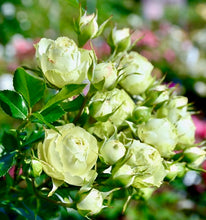 Načíst obrázek do prohlížeče Galerie, Růže - "Lovely Green ®", sazenice 1ks