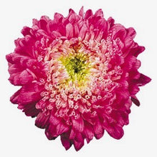 Načíst obrázek do prohlížeče Galerie, Astra čínská - "Matador", Crimson