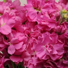 Načíst obrázek do prohlížeče Galerie, FIala sivá- "Katz", Bright rose