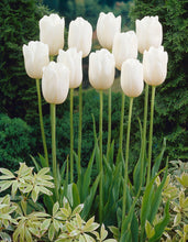 Načíst obrázek do prohlížeče Galerie, Tulipán - "Maureen", 5ks, 10ks