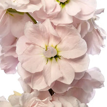 Načíst obrázek do prohlížeče Galerie, Fiala sivá - "Milla", Light Pink